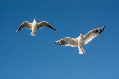 Gökyüzünde uçan bir çift martı.