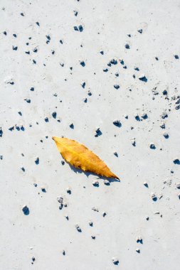 Sonbahar zamanlarının ayrı bir kuru yaprağı.