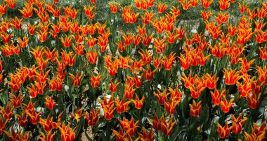 Çiçek arkaplanı olarak çiçek açan renkli lale çiçekleri