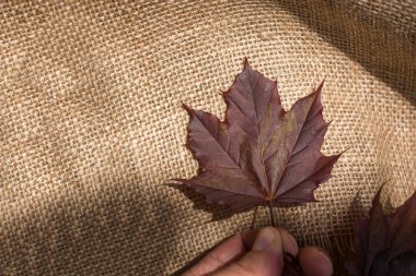 Keten brandaya yerleştirilmiş yeşil yapraklar