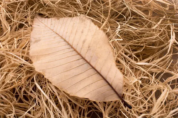 stock image Beautiful dry autumn leaf placed on a straw background