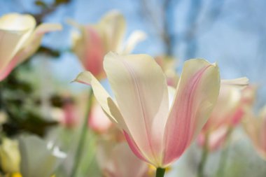 Bahar mevsiminde açan Lale Çiçekleri