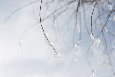 İki küçük buz sarkıtları çam ağacı üzerinde