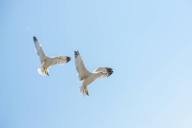 Arka plan olarak gökyüzünde uçan iki martı.