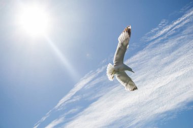 Arka plan olarak bulutlu bir gökyüzünde uçan tek bir martı.