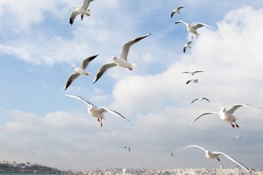 Istanbul'da deniz kentsel ortamda üzerinde gökyüzünde güvercinler uçmak