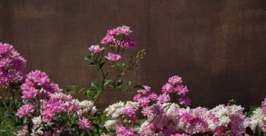 Bahçenin arka planında çiçek açan güzel renkli güller.