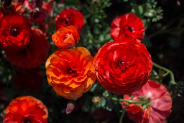 Çiçek açan güzel renkli doğal çiçekler.