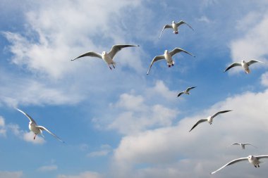 Martılar deniz sular gökte uçuyor