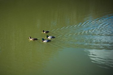 Yüzme havuzun ortasında yalnız ördekler