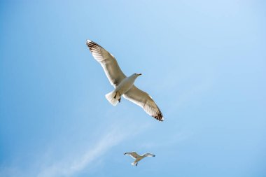 Arka plan olarak gökyüzünde uçan martılar