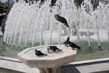 Şehir güvercinleri çeşmenin kenarında suyun kenarında