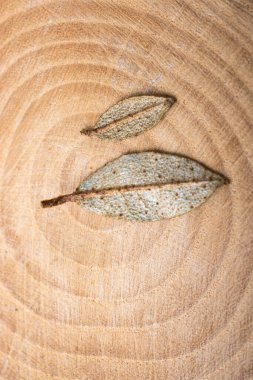 Çadır bezi üzerinde kuru yeşil yapraklar.