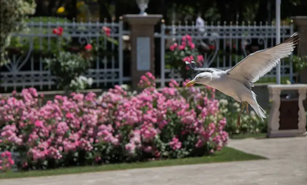 stock image Single seagull in the garden with beautiful roses