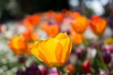 Bahar mevsiminde açan Lale Çiçekleri