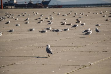 Martılar beton zeminde dinleniyorlar.