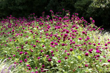 Güzellik abideleri, doğa arka planında Amaranthaceae çiçekleri