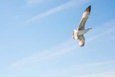 mavi gökyüzünde güzel martı