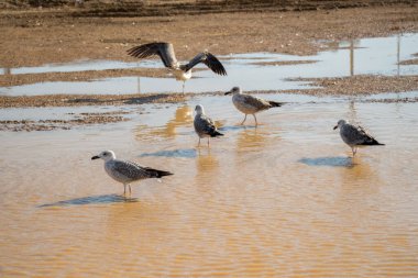 Martılar çamurlu sularda dinleniyor.