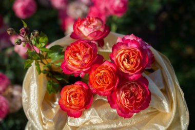 Bahar bahçesinde çiçek açan güzel güller