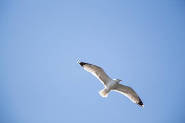 Arka plan olarak mavi gökyüzünde uçan tek bir martı.