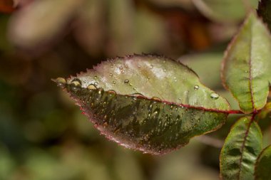 Üzerinde su damlaları olan ayrı bir yeşil yaprak.
