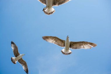 Arka plan olarak gökyüzünde uçan martılar