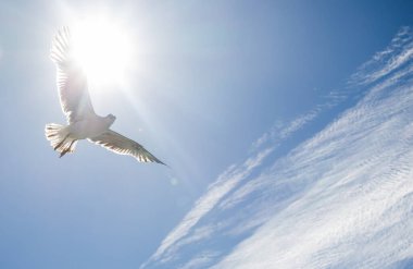 Arka plan olarak bulutlu mavi gökyüzünde uçan tek bir martı.