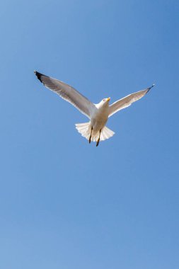 Arka plan olarak mavi gökyüzünde uçan tek bir martı.
