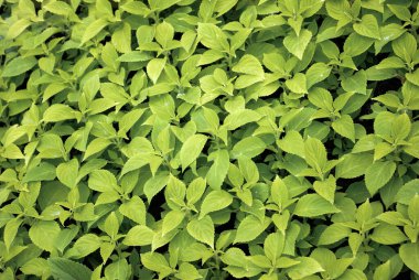 Bahar mevsiminin yeşil yaprakları