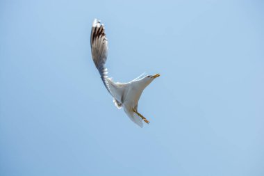 Arka plan olarak gökyüzünde uçan tek bir martı.