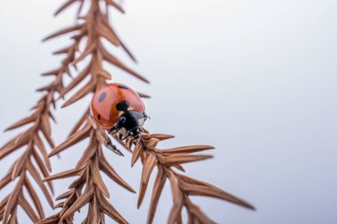 Kuru bir yaprağın üzerinde yürüyen kırmızı uğur böceğinin güzel fotoğrafı.