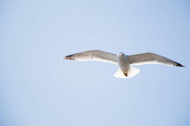 Arka plan olarak gökyüzünde uçan tek bir martı.