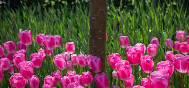 Pembe lale çiçekleri bahçede açar.