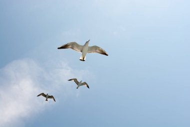 mavi gökyüzünde martılar