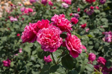 Bahar bahçesinde çiçek açan güzel güller