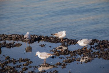 Martı deniz kıyısında bekliyoruz