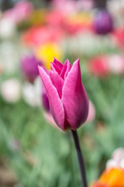 Bahar bahçesinde renkli lale çiçekleri açıyor.