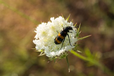 Kırmızı çiçekler doğada beslenirler hata