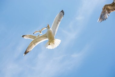 Arka plan olarak gökyüzünde uçan martılar