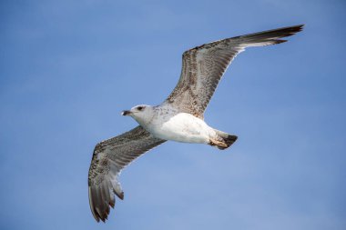 Arka plan olarak mavi gökyüzünde uçan tek bir martı.