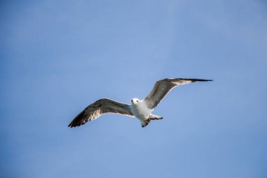 Arka plan olarak bulutlu bir gökyüzünde uçan tek bir martı.