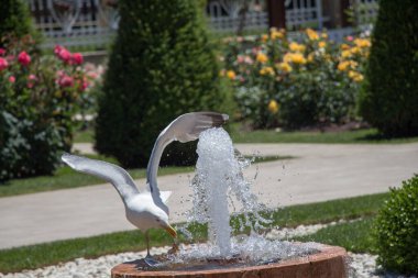 Gül bahçesindeki çeşmenin yanında martı