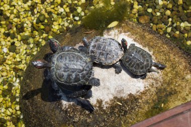 Turtles found by the side of a small lake clipart