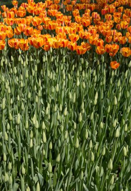 Bahar mevsiminde açan Lale Çiçekleri