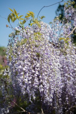 Renkli çiçekler baharda ağaçlarda açar.