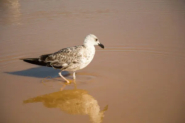 stock image Seagull  on rest on ground with muddy waters