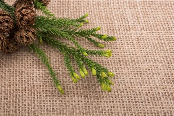 stock image Plant pods, capsules and pine cones on canvas background