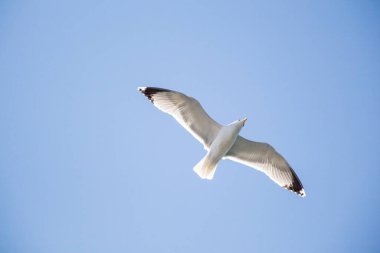 Arka plan olarak mavi gökyüzünde uçan tek bir martı.