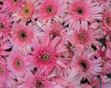 Arka plan olarak güzel taze çiçekler